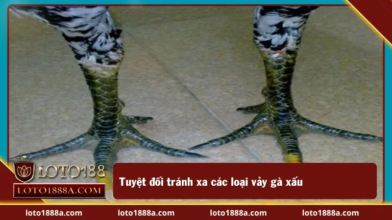Tránh xa các nhược điểm khi xem vảy gà tốt xấu